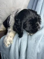 AKC “Alfred”, a male Cocker Spaniel for sale in Darlington, SC – Photo 2 of 4