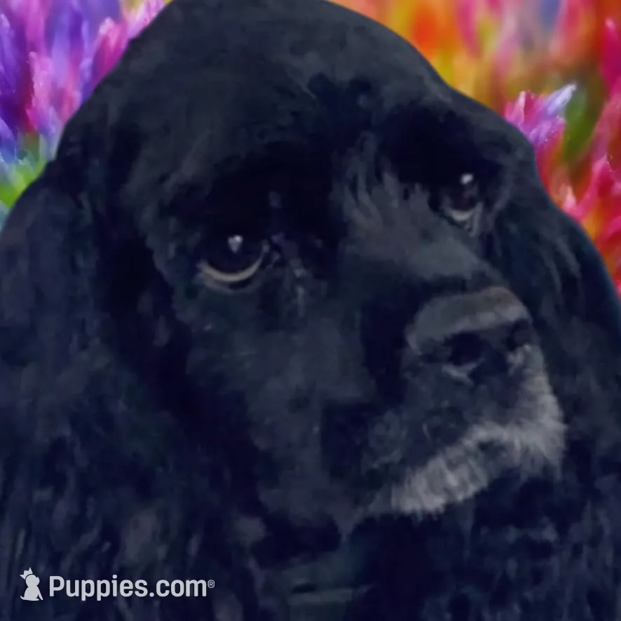 AKC “Alfred”, a male Cocker Spaniel for sale in Darlington, SC – Photo 4 of 4