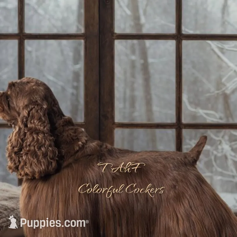 AKC “Alfred”, a male Cocker Spaniel for sale in Darlington, SC – Photo 3 of 4