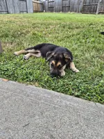 Barda, a female German Shepherd Dog for sale in Houston, TX – Photo 3 of 4