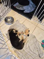 Barda, a female German Shepherd Dog for sale in Houston, TX – Photo 2 of 4