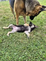 Barda, a female German Shepherd Dog for sale in Houston, TX – Photo 4 of 4