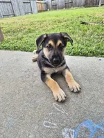 Barda, a female German Shepherd Dog for sale in Houston, TX – Photo 1 of 4