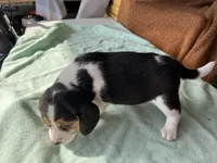 processed/839ab5fb-ad44-4cbc-a7a4-78a7e466b00e/listing/ba8cd11a-f155-43aa-9373-51b7851378d7/41db0434-6e59-4aaf-9c01-bb6a88108733