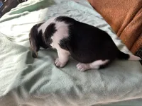 processed/839ab5fb-ad44-4cbc-a7a4-78a7e466b00e/listing/ba8cd11a-f155-43aa-9373-51b7851378d7/480ca4b0-43b2-4cb3-97ee-8b4f1d3bdbdb