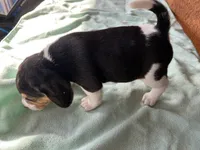 processed/839ab5fb-ad44-4cbc-a7a4-78a7e466b00e/listing/ef4f8785-e2ab-4ac9-979d-a5a5b0ae2398/beafddb9-395b-4dea-91ec-cfd5af77320f