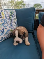 Appa, a male Saint Bernard for sale in Dickson, TN – Photo 5 of 8