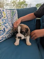 Appa, a male Saint Bernard for sale in Dickson, TN – Photo 3 of 8