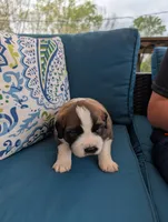 Appa, a male Saint Bernard for sale in Dickson, TN – Photo 4 of 8
