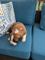 Appa, a male Saint Bernard for sale in Dickson, TN – Photo 6 of 8