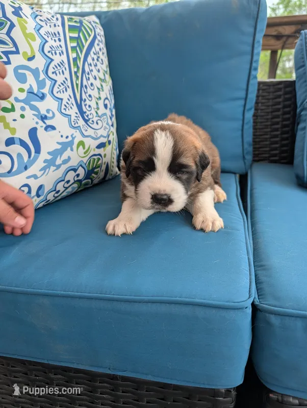 Appa, a male Saint Bernard for sale in Dickson, TN – Photo 1 of 8