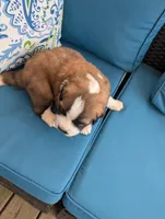 Appa, a male Saint Bernard for sale in Dickson, TN – Photo 7 of 8