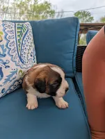 Appa, a male Saint Bernard for sale in Dickson, TN – Photo 8 of 8