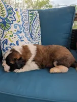 Artemis, a male Saint Bernard for sale in Dickson, TN – Photo 8 of 9