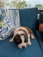 Artemis, a male Saint Bernard for sale in Dickson, TN – Photo 3 of 9