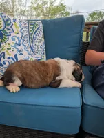 Artemis, a male Saint Bernard for sale in Dickson, TN – Photo 4 of 9