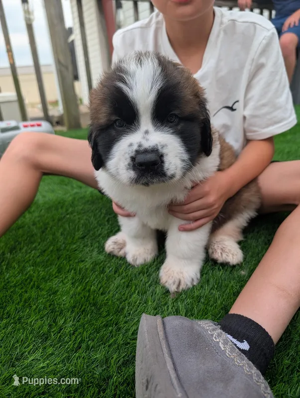 Artemis – Saint Bernard puppy for sale in Dickson, TN