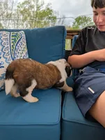 Artemis, a male Saint Bernard for sale in Dickson, TN – Photo 7 of 9