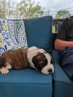 Artemis, a male Saint Bernard for sale in Dickson, TN – Photo 6 of 9