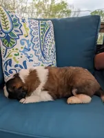 Artemis, a male Saint Bernard for sale in Dickson, TN – Photo 9 of 9