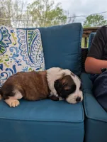 Artemis, a male Saint Bernard for sale in Dickson, TN – Photo 5 of 9