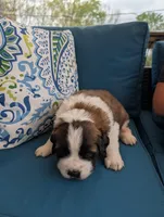 Artemis, a male Saint Bernard for sale in Dickson, TN – Photo 1 of 9