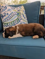 Avi, a female Saint Bernard for sale in Dickson, TN – Photo 3 of 8