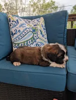 Avi, a female Saint Bernard for sale in Dickson, TN – Photo 8 of 8