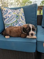Avi, a female Saint Bernard for sale in Dickson, TN – Photo 7 of 8