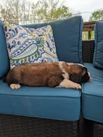 Avi, a female Saint Bernard for sale in Dickson, TN – Photo 4 of 8