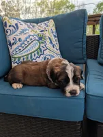 Avi, a female Saint Bernard for sale in Dickson, TN – Photo 6 of 8