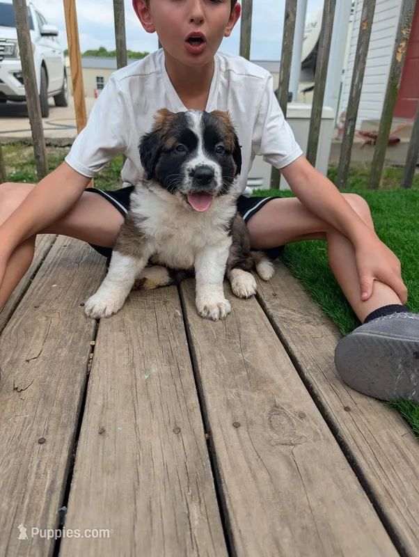 Avi – Saint Bernard puppy for sale in Dickson, TN