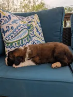 Avi, a female Saint Bernard for sale in Dickson, TN – Photo 2 of 8