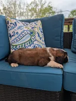 Avi, a female Saint Bernard for sale in Dickson, TN – Photo 5 of 8