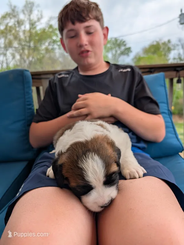 Avi – Saint Bernard puppy for sale in Dickson, TN