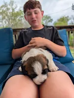 Avi, a female Saint Bernard for sale in Dickson, TN – Photo 1 of 8