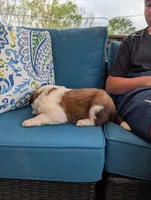 Eden, a female Saint Bernard for sale in Dickson, TN – Photo 9 of 9