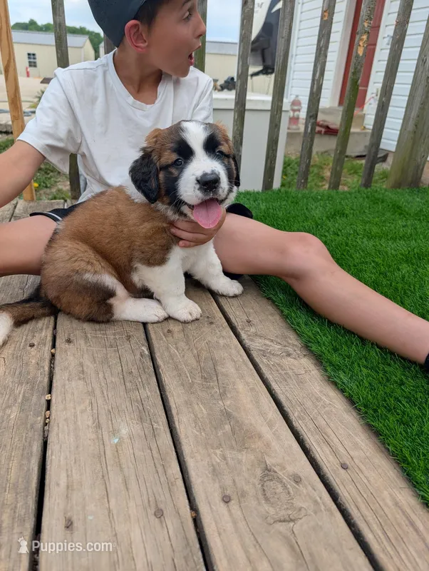 Eden – Saint Bernard puppy for sale in Dickson, TN
