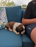Eden, a female Saint Bernard for sale in Dickson, TN – Photo 4 of 9