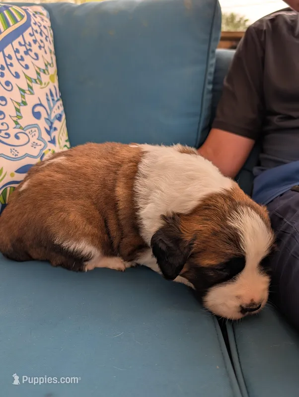 Eden – Saint Bernard puppy for sale in Dickson, TN