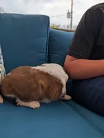 Eden, a female Saint Bernard for sale in Dickson, TN – Photo 2 of 9