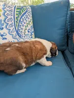 Eden, a female Saint Bernard for sale in Dickson, TN – Photo 8 of 9