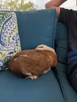 Eden, a female Saint Bernard for sale in Dickson, TN – Photo 6 of 9