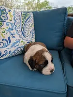 Eden, a female Saint Bernard for sale in Dickson, TN – Photo 7 of 9