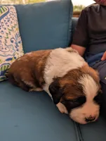 Eden, a female Saint Bernard for sale in Dickson, TN – Photo 5 of 9