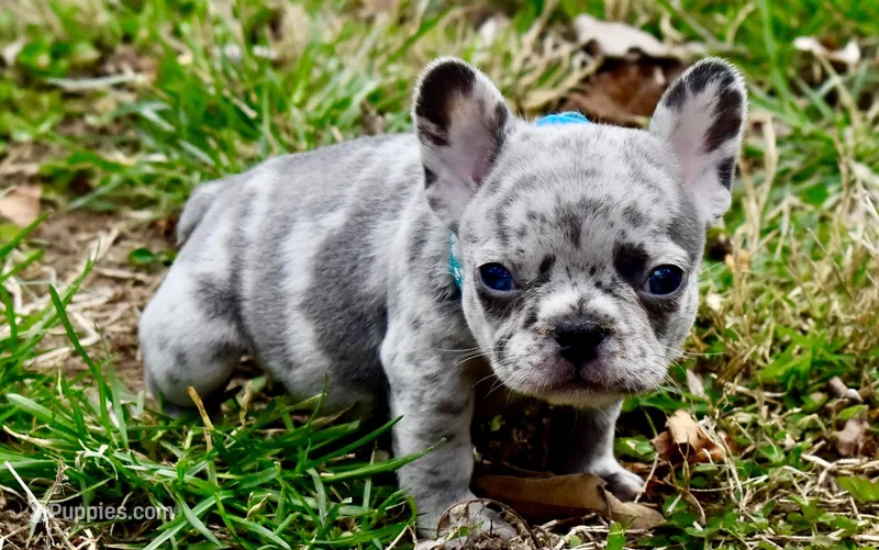Franklin – French Bulldog puppy for sale in Baldwin City, KS