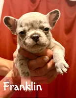 Franklin, a male French Bulldog for sale in Baldwin City, KS – Photo 4 of 5