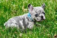 Franklin, a male French Bulldog for sale in Baldwin City, KS – Photo 2 of 5