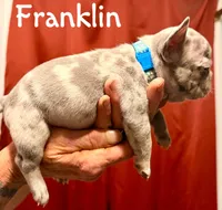 Franklin, a male French Bulldog for sale in Baldwin City, KS – Photo 5 of 5