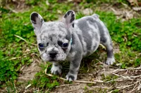 Franklin, a male French Bulldog for sale in Baldwin City, KS – Photo 3 of 5